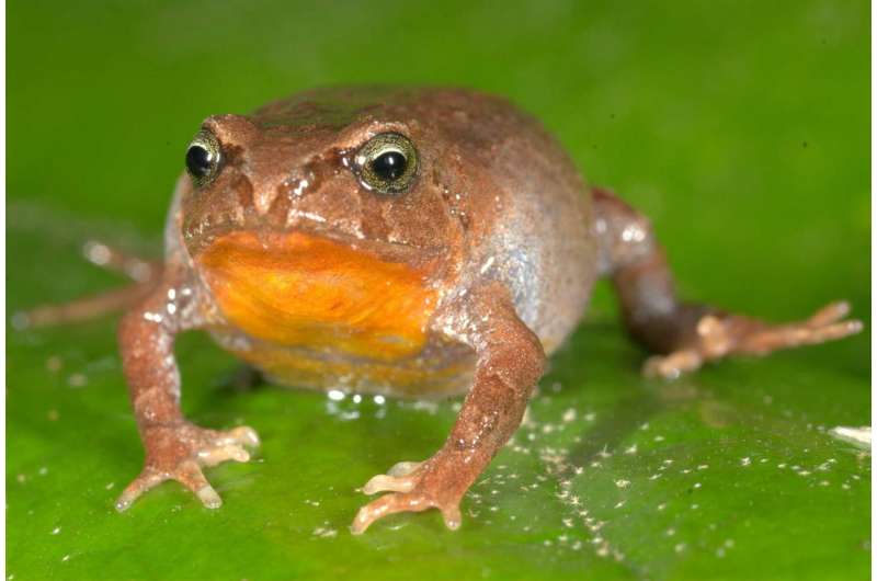 Tropical lowland frogs at greater risk from climate warming than high-elevation species, study shows