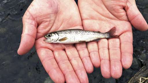 Truckloads of tiny fish hauled to river in restoration plan