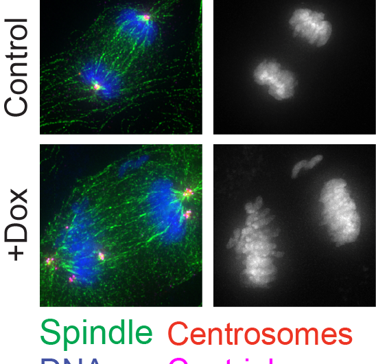 Trying to tango with more than 2: Extra centrosomes promote tumor formation in mice