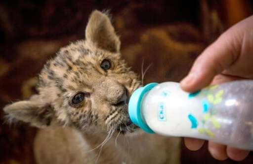 Tsar, a rare tigress-lion crossbreed liger cub, drinks about a litre of goat's milk a day