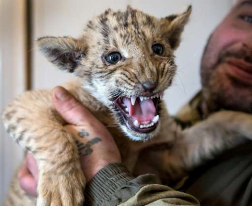 Tsar, a two and a half months old liger cub crossbreed, is considered too fragile to meet his parents