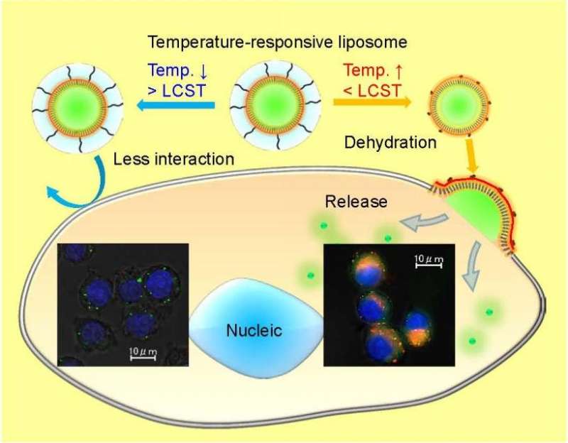 Tunable cellular uptake using temperature-responsive liposome