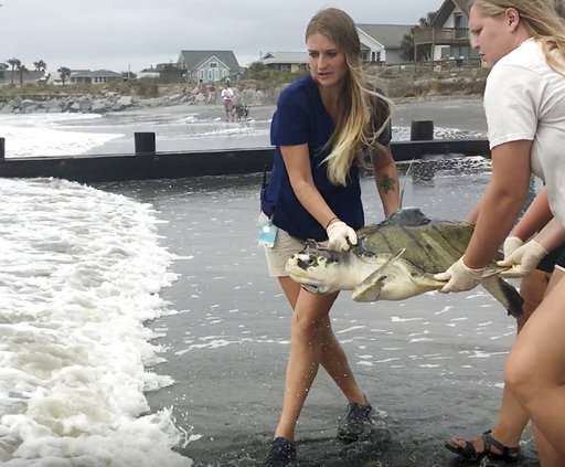Turtle that swallowed fishing line released in ocean