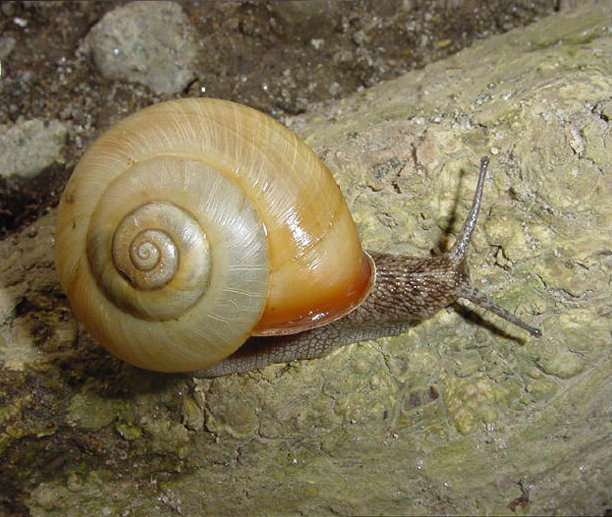Twisted sex allows mirror-image snails to mate face-to-face, research finds
