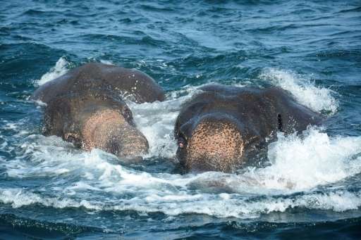 Two elephants struggle to stay afloat in the deep seas about one kilometre off the coast of Sri Lanka