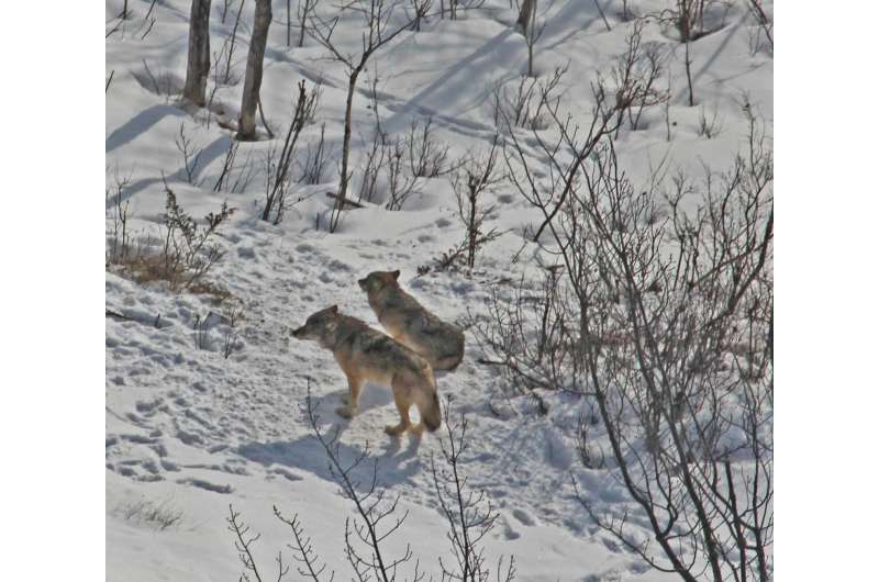 Two in the pack: No changes for Isle Royale wolves