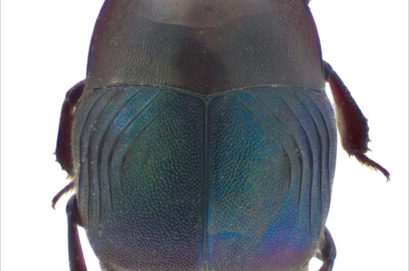Two new beetle genera and 4 new species from the Australopacific in a new monograph