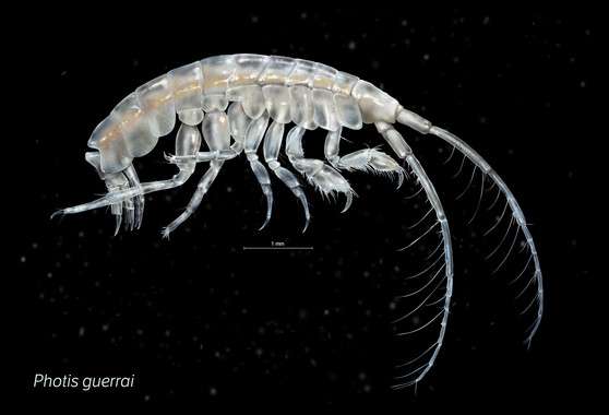 Two new crustacean species discovered on Galician seabed