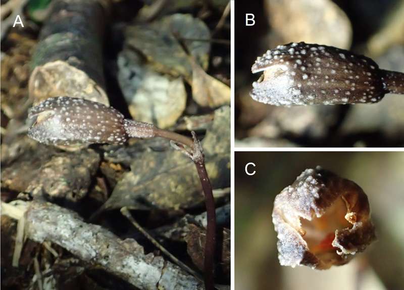 Two new species of orchids discovered in Okinawa