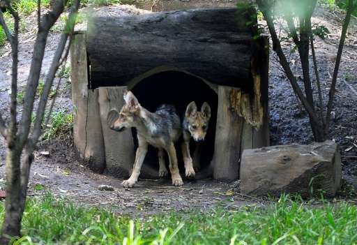 Two out of seven wolf cubs born in April 2017 are seen in the Zoologico los Coyotes in Mexico City