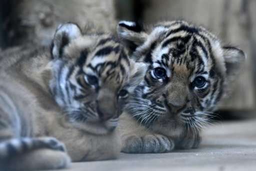 Two six-weeks-old Malayan tiger cubs were born on October 3, 2017 at the Prague zoo