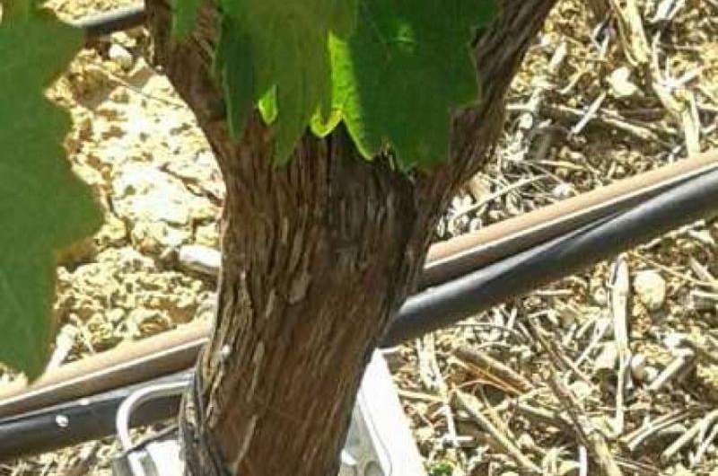 Two types of sensors that provide information on vineyard water status are designed