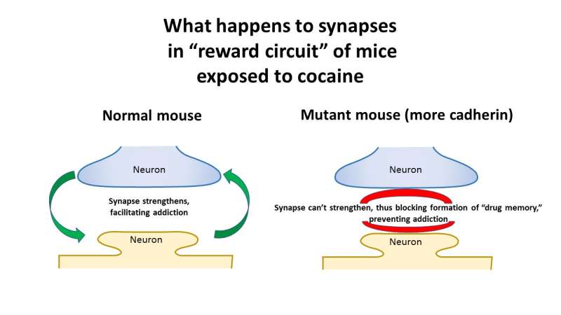 UBC scientists create mouse that resists cocaine's lure