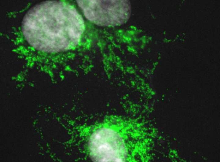英国研究人员识别巨噬细胞作为哺乳动物的再生的关键因素