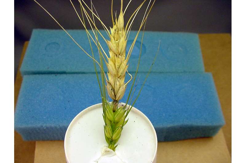 UK's Farman is co-author of important wheat disease study