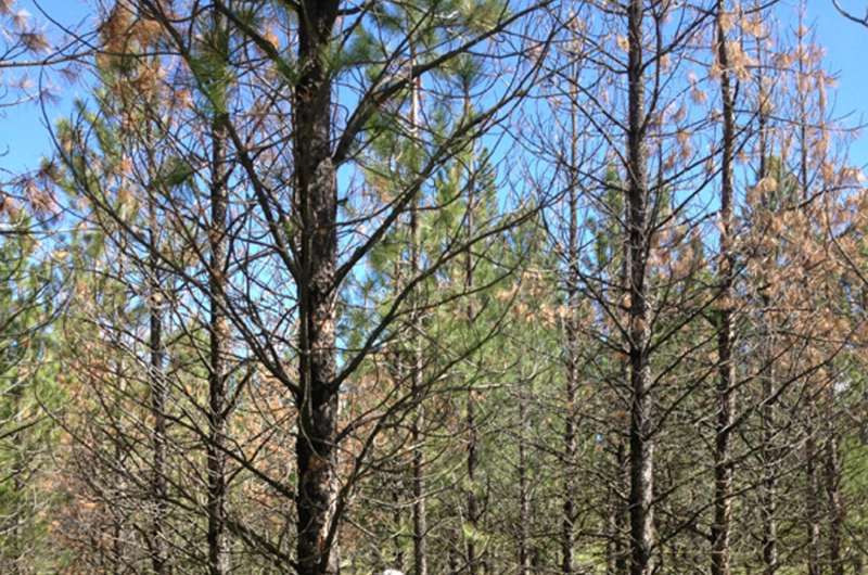 UM tesearch: Slow-growing ponderosas survive mountain pine beetle outbreaks