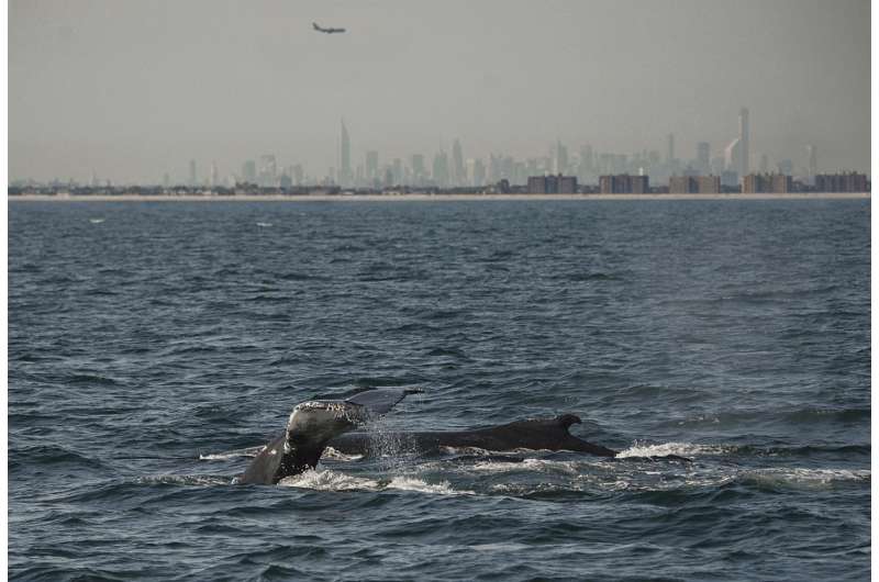 UN addresses issue of whale-ship collisions