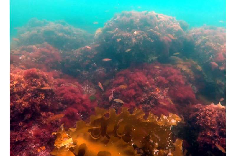 UNH researchers find significant increase of invasive seaweed changing sea habitat