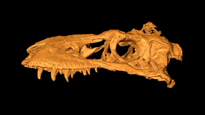 Unique imaging of a dinosaur's skull tells evolutionary tale