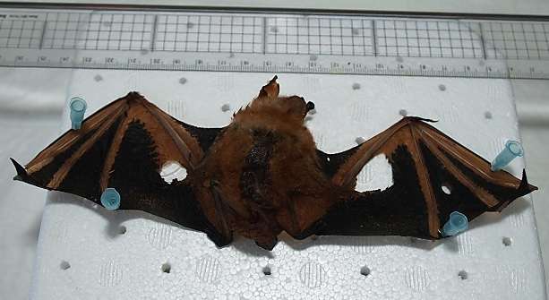 UNIST reveals the whole genome sequences of rare red bat