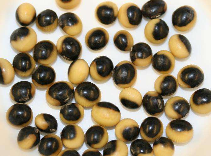Unusual soybean coloration sheds a light on gene silencing