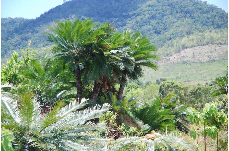 Update on an endangered Philippine cycad species