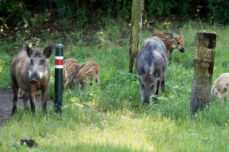 Urban wild boars prefer natural food resources