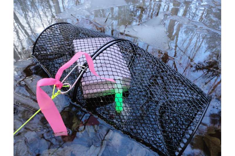 Use of glow sticks in traps greatly increases amphibian captures in study