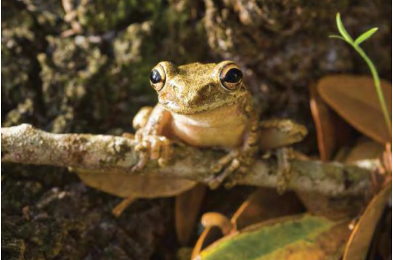 USF Biologists find frog's future health influenced by gut microbes as tadpoles