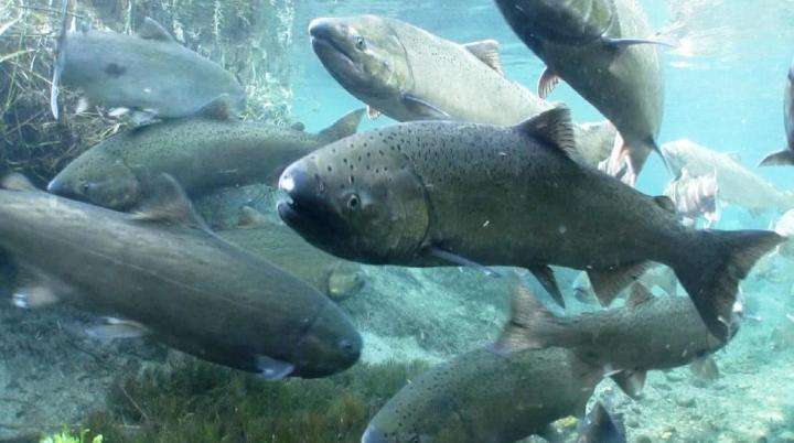 USGS news: Changing tides: Lake Michigan could best support lake trout and steelhead