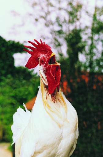Using rooster testes to learn how the body fights viruses