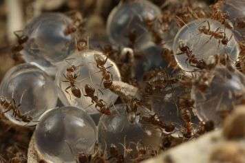 Using seaweed to kill invasive ants