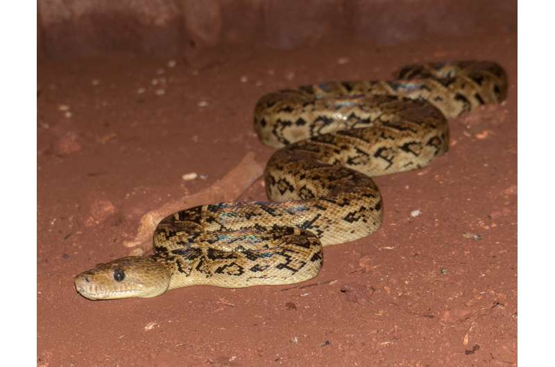 UT study shows snakes, thought to be solitary eaters, coordinate hunts