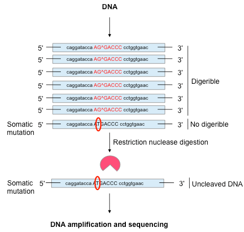 Validation of suspected somatic single nucleotide variations
