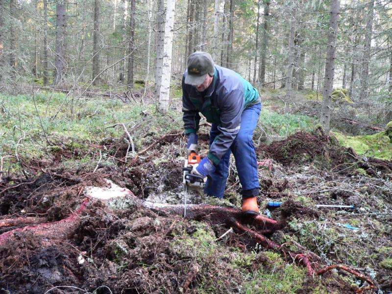 Valuable substances extracted from conifer stumps and roots