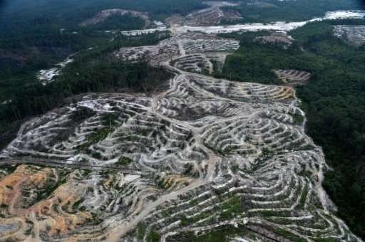 Vast swathes of rainforest are destroyed to make way for palm oil plantations, threatening endangered species and pushing indige