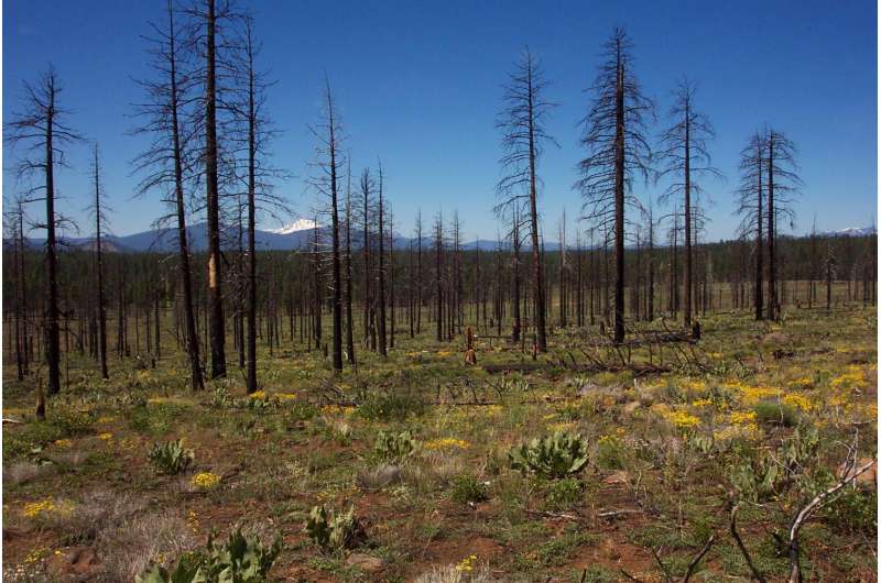 Vegetation resilient to salvage logging after severe wildfire