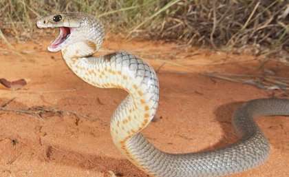 Venom becomes more potent as brown snakes age