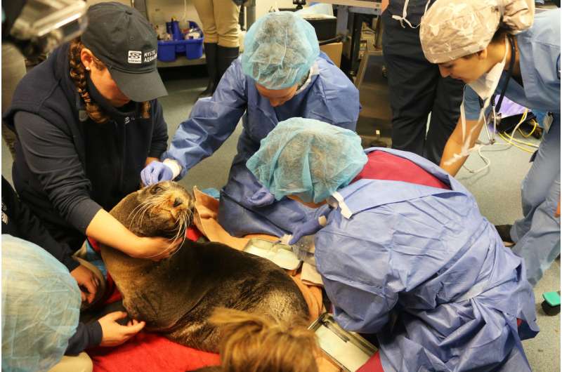Veterinary surgeons perform first-known brain surgery to treat hydrocephalus in fur seal