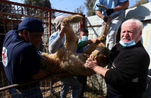 Veterinary team leader at the international animal welfare charity &quot;Four Paws&quot; Amir Khalil (L) gives treatment to Simb