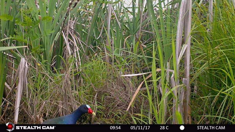 Video: Purple gallinule sighted for first time on Oak Ridge Reservation
