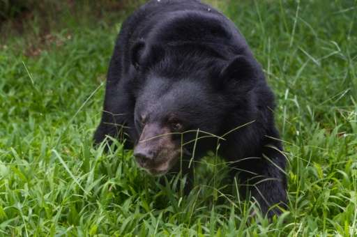 Vietnam has agreed to rescue more than 1,000 bears from illegal farms across the country to end the traditional medicine trade i