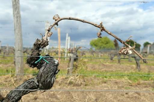 Vineyards in France's Bordeaux region were partially destroyed after a late-season frost