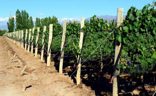 Vintners in Argentina's Mendoza region must contend with natural hazards, including frequent earthquakes