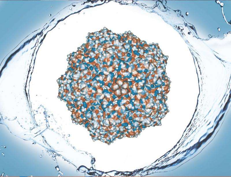 Virus hydrophobicity can help purify vaccines