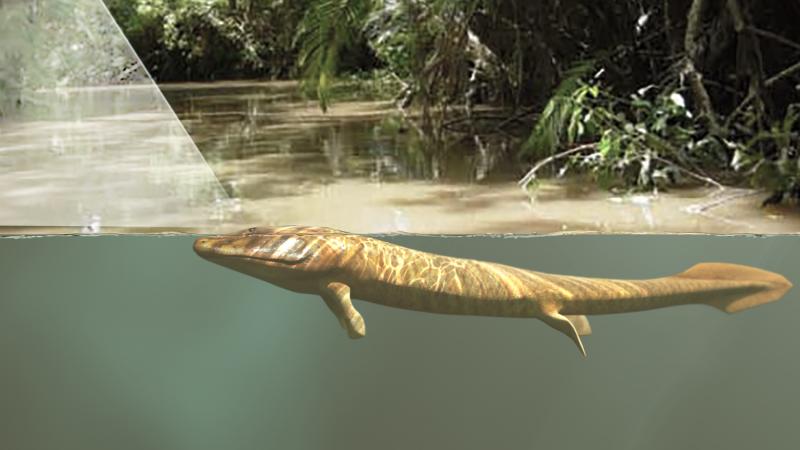 Vision, not limbs, led fish onto land 385 million years ago
