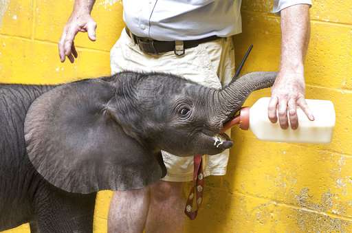 Visitors get first look at Pittsburgh Zoo's baby elephant