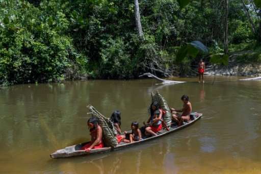 Waiapi people cross the Feliz river to harvest manioc to make  Caxiri