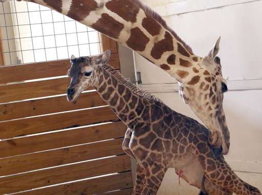 Wait is over for April the giraffe, YouTube star and new mom