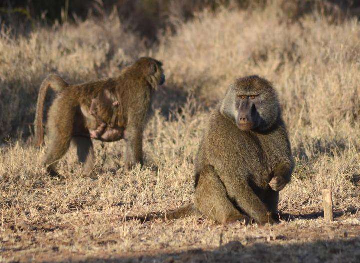 Wallflower center pack baboons find place